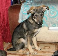 Лот: 2833912. Фото: 2. Красивая собака, отдаю бесплатно... Животные и уход