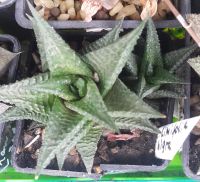 Лот: 11540079. Фото: 2. Хавортия limifolia nigra (суккулент... Комнатные растения и уход
