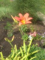 Лот: 9080648. Фото: 3. Лилейник 2 Hemerocallis Fulva... Для дачи, дома, огорода, бани, парка
