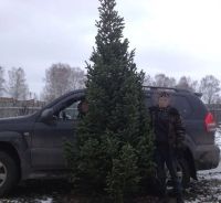 Лот: 10486922. Фото: 2. Ель елка пихта сосна в розницу... Новый год!