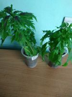 Лот: 15266135. Фото: 2. колеус chili pepper (укоренённый... Комнатные растения и уход