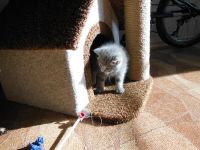 Лот: 3106773. Фото: 8. Изумительный котёнок