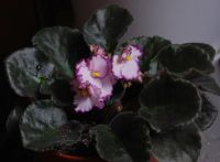 Лот: 4125002. Фото: 2. Фиалка Raspberry Crisp, стартер. Комнатные растения и уход