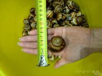 Лот: 10751951. Фото: 3. Ракушка виноградной улитки. Растения и животные