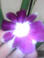 Лот: 4321527. Фото: 4. Орхидея-мильтония(гибридный мильтонопсис... Красноярск