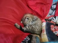 Лот: 14484615. Фото: 4. Котенок. В добрые руки. Красноярск