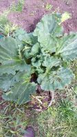 Лот: 15940126. Фото: 2. Три большущих куста Ревеня на... Продукты