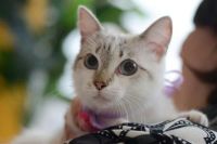Лот: 7074326. Фото: 4. Красотка Ириска ждет хозяев. Красноярск