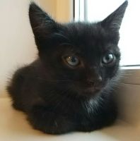 Лот: 10496145. Фото: 2. Котёнок Уголёк 2 мес. Животные и уход