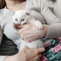 Лот: 20352824. Фото: 5. Шотландский Вислоухий котёнок.