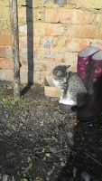 Лот: 6208243. Фото: 3. Хорошие котята. Растения и животные