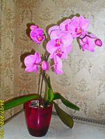 Лот: 16299817. Фото: 2. Цветущая орхидея + бонусом Декабрист. Комнатные растения и уход