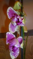 Лот: 6403870. Фото: 3. орхидея фаленопсис (пелоричная... Растения и животные