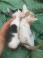 Лот: 18623568. Фото: 2. Котята донской сфинкс. Животные и уход