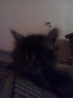 Лот: 11345549. Фото: 4. Отдам котят 1 месяц. Красноярск
