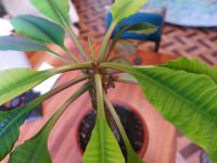 Лот: 6201972. Фото: 2. Молочай в пластиковом горшке с... Комнатные растения и уход