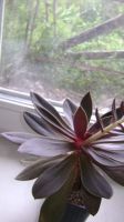 Лот: 11845430. Фото: 2. Graptoveria x Fred Ives Граптоверия... Комнатные растения и уход