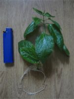 Лот: 7399787. Фото: 3. Лантана белая (черенок с корнями... Растения и животные