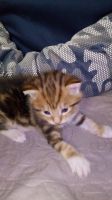 Лот: 9882581. Фото: 4. Котята курилиского бобтейла. Красноярск