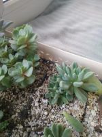 Лот: 11831015. Фото: 2. Синокрассула (sinocrassula densirosulata... Комнатные растения и уход