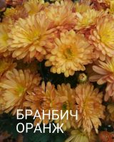 Лот: 8878404. Фото: 2. Бранбич Оранж. Семена, рассада, садовые растения