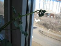 Лот: 3562411. Фото: 3. Пеларгония плющелистная, сорт... Растения и животные
