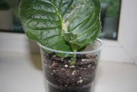 Лот: 4472964. Фото: 2. Глоксиния розовая махровая (детка... Комнатные растения и уход