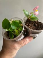 Лот: 25438220. Фото: 3. Бегония вечноцветущая деточки. Растения и животные