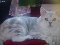 Лот: 2849241. Фото: 3. котята.(Британцы). Растения и животные