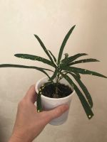 Лот: 17917852. Фото: 3. Кодиеум (кротон) Пиктум Спот. Растения и животные