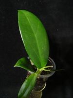 Лот: 16410311. Фото: 2. Хойя-Hoya Sp Co Xanh. Комнатные растения и уход