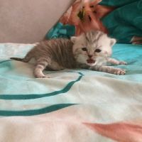 Лот: 10676427. Фото: 5. Шотландские котята (бронирование...