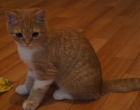 Лот: 3244759. Фото: 5. Девочка скоттиш страйт