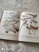 Лот: 16017227. Фото: 2. Книга про птиц. Детям и родителям