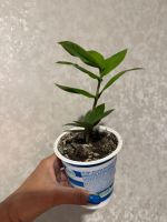 Лот: 23972654. Фото: 2. Замиакулькас. Комнатные растения и уход