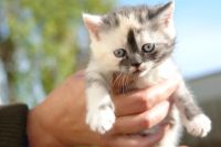Лот: 3360178. Фото: 2. Продам шотландских прямоухих котят. Животные и уход