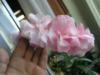 Лот: 486991. Фото: 2. Олеандр махровый розовый. Цветёт... Комнатные растения и уход