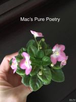 Лот: 13271211. Фото: 2. Мини фиалка Mac’s Pure Poetry... Комнатные растения и уход