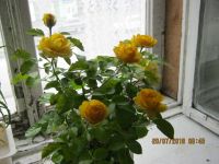 Лот: 11758562. Фото: 3. роза комнатная желтая. Растения и животные