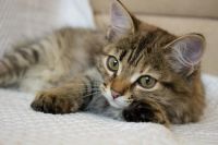 Лот: 10335711. Фото: 2. Пушистый котёнок!. Животные и уход