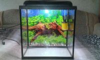 Лот: 3195682. Фото: 3. Аквариум 75 литров. Растения и животные