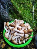 Лот: 18113412. Фото: 2. Опята свежесобранные. Продукты