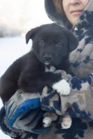 Лот: 6798894. Фото: 5. Черный с белой грудкой щенок