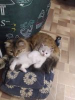 Лот: 19258361. Фото: 3. Невский маскарадный котенок. Растения и животные