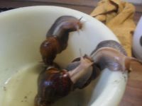 Лот: 4340474. Фото: 3. улитки. Растения и животные