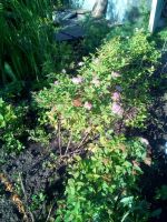 Лот: 12014090. Фото: 2. Спирея. Семена, рассада, садовые растения