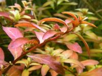Лот: 5285449. Фото: 3. Людвигия repens (Ludwigia natans... Растения и животные
