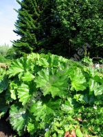 Лот: 11484537. Фото: 4. Пельтифиллум щитовидный Peltiphyllum... Красноярск