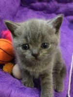Лот: 3395533. Фото: 4. Британские котята. Красноярск