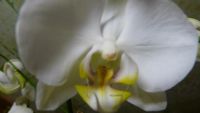 Лот: 3891817. Фото: 2. орхидея фаленопсис отцветает 6. Комнатные растения и уход